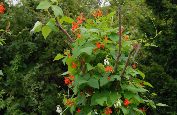 戸隠 花・紅葉イメージ