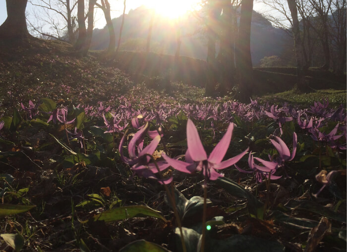 戸隠 花・紅葉イメージ